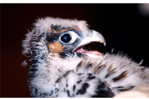 Peregrine Falcon Baby