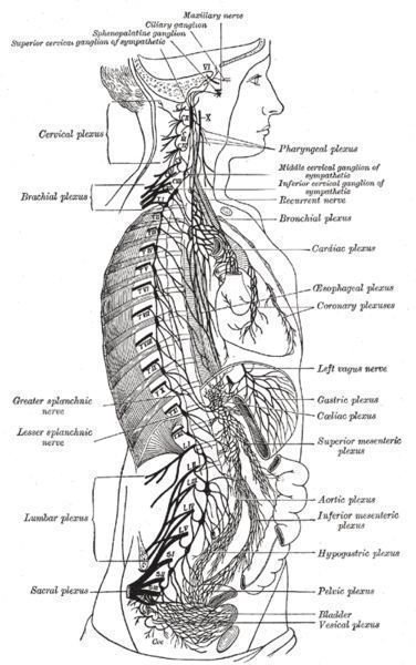 Neuromyotonia: Symptoms, Causes and Treatments