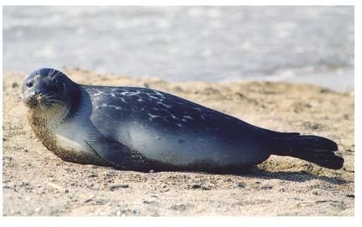 Why is the Caspian Seal an Endangered Species? What Can be Done to Save the Caspian Seal?