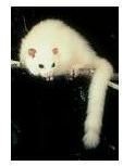White Possum:  Possible Extinction due to Global Warming