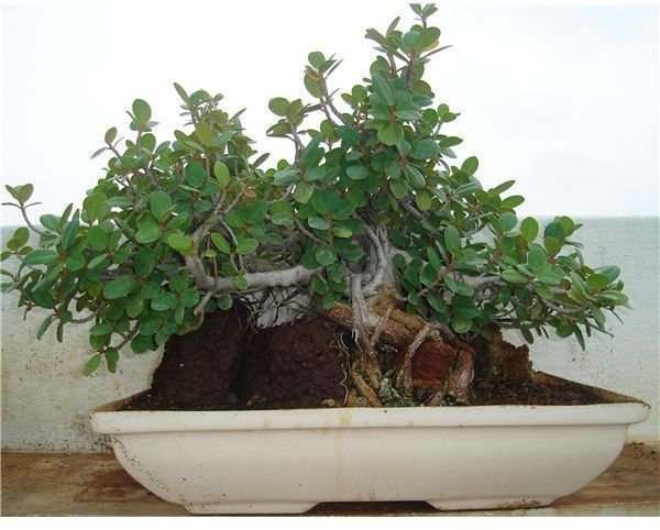 Style Classification of Bonsais: Growing Your Own Bonsai Trees
