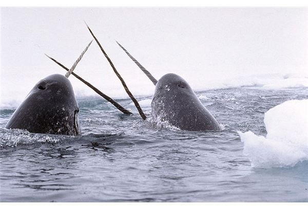 Species Spotlight: The Narwhal Whale