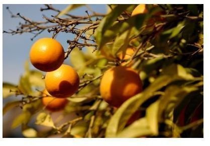 Oranges:  Nutrition Facts about Oranges & Its History and Health Benefits