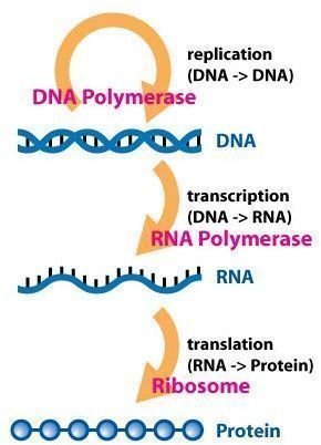 Astrobiology: Origins of Life on Earth and in the Cosmos.  Part 2: The "Genes First" Model of the Origin of Life