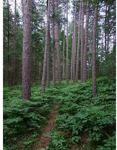 Terrestrial Ecosystems: What Are They?