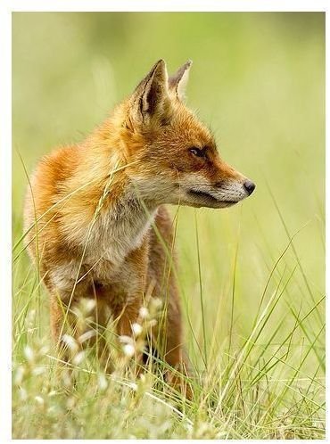 Red Fox Interesting Facts: Find Information About Their Description, Behavior, Diet and More