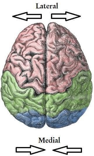 Medial and Lateral Brain Example