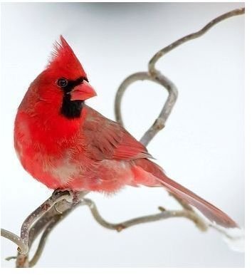 Male Cardinal Bird