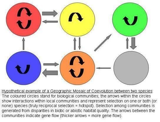 Geographic MOSAIC MODEL of Coevolution