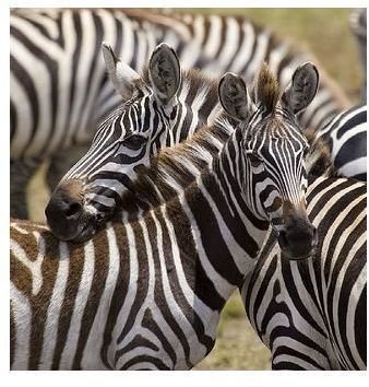 Zebras