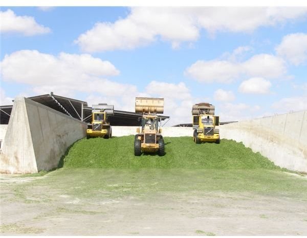 800px-Silage tractors Loaders compressing wheat silage