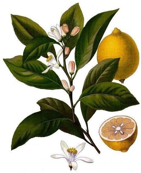 Health Benefits of Lemons and Limes