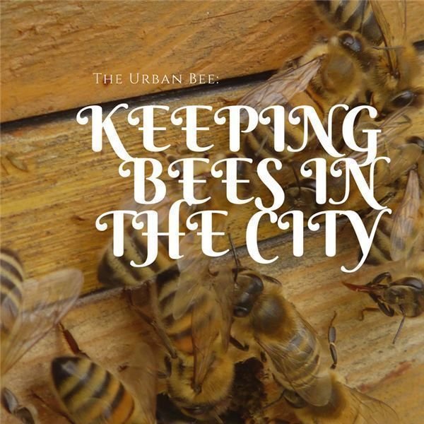 Urban Beekeeping for Beginners