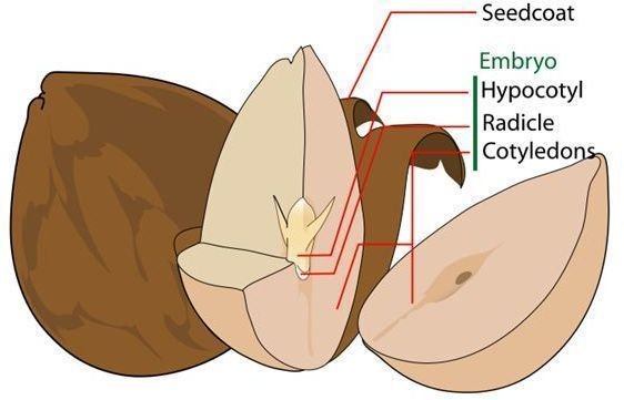 Avocado Seed Diagram