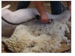 sheep-shearing-2689748-m