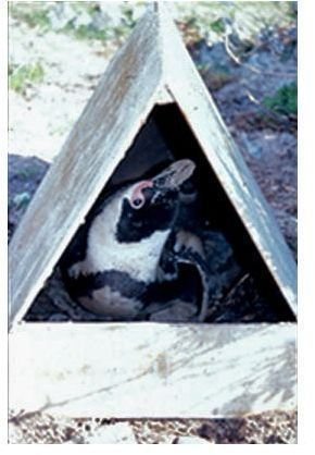 Artificial Wooden Penguin Nestbox on Robben Island