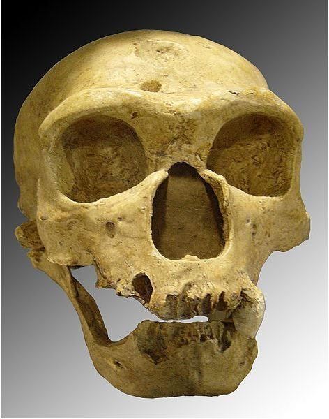 Neanderthal Genome Explored: Could Genetic Engineering Bring Back Neanderthal Man?