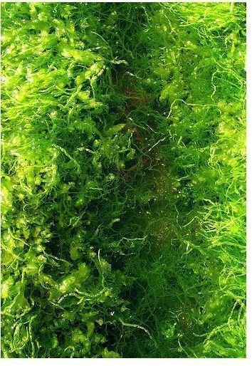 seaweed