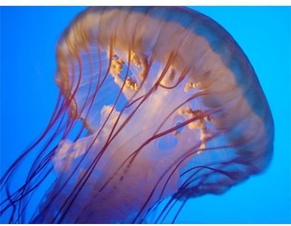 Facts about the Jellyfish: Behavior, Diet, Life Cycle & More