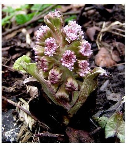 Butterbur for Migraines: How Using the Butterbur Root Extract for Migraine Headaches May Help