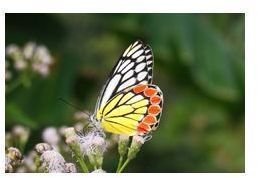 Learn About Butterflies & Moths with These Spring Activities for K-1: Part 2