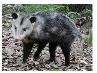 Opossum Facts: Learn where Opossums Live, What they Eat, & Other Interesting Facts