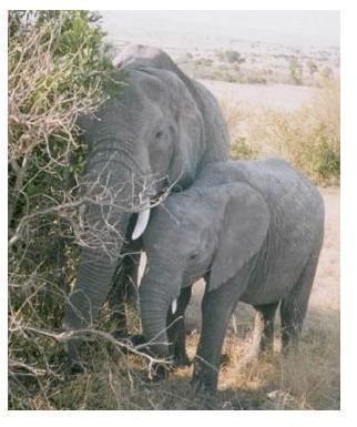 The Existence of Elephants in Africa - Endangered by Demands for Ivory Tusks