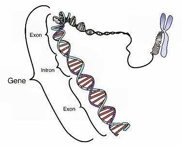 Learn How to Understand the Importance of Turner Syndrome Karyotype Notation