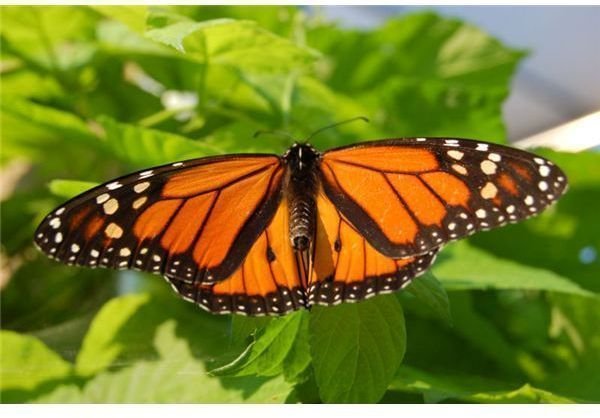 Preschool Monarch Butterfly Craft and Symmetry Lesson Plan