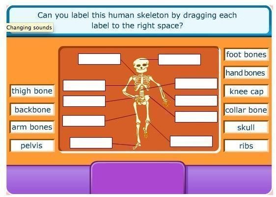Skeleton and Bones