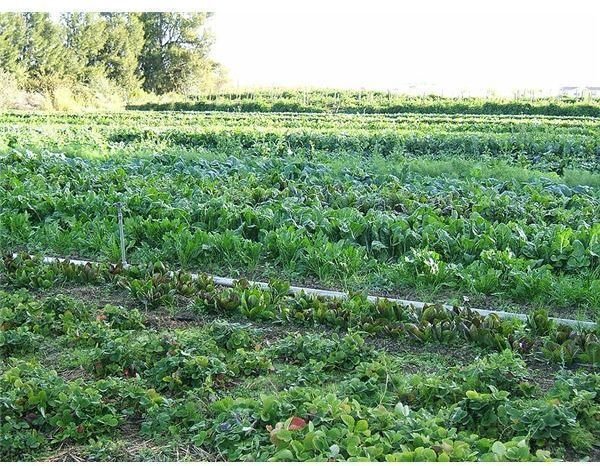 800px-Organic-vegetable-cultivation