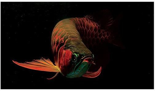 Super red arowana aka blood red, chilli red dragon fish