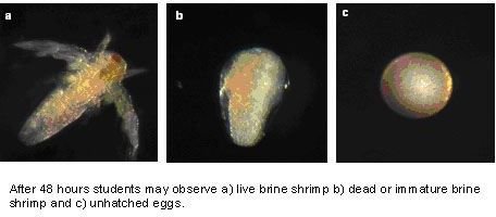 The Brine Shrimp, Artemia: Inhabitant of the Great Salt Lake