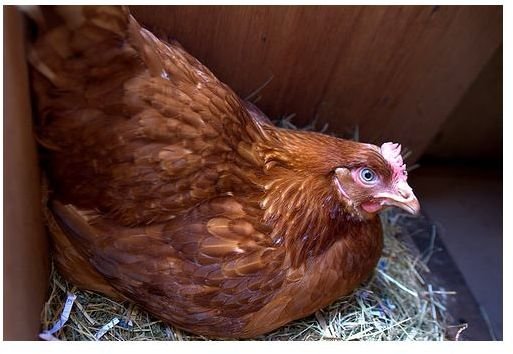 Chickens and Their Eggs: Searching for the Best Organic Eggs