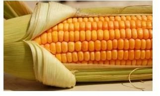 corn