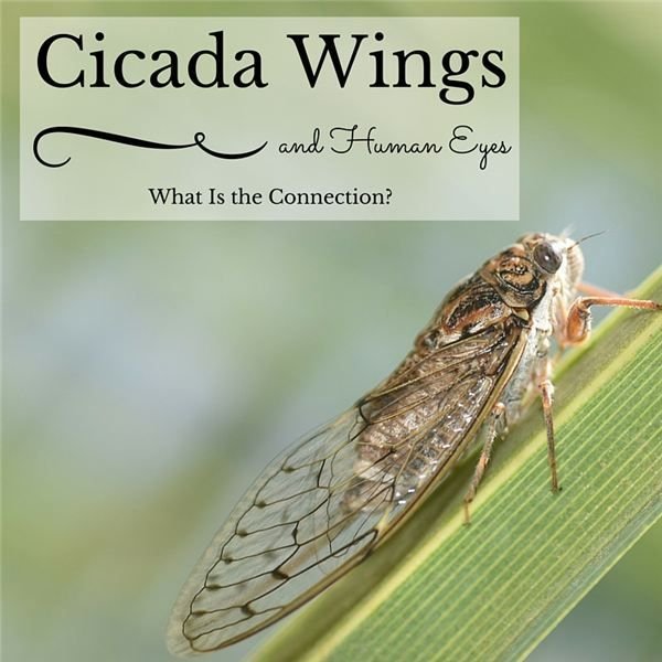 All about Cicadas: What They Are, What They're Not and What Was Grown on Them