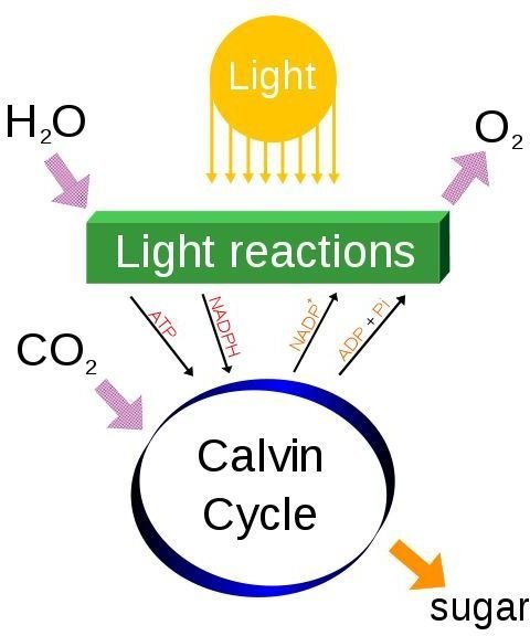 Photosynthesis Activity Project for School