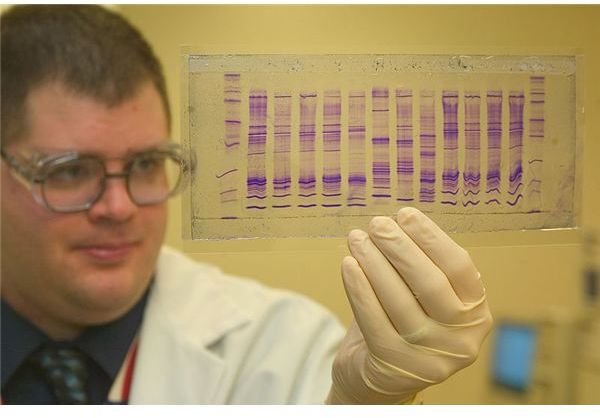 800px-CBP chemist reads a DNA profile