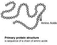 De novo protein design (sequence design)