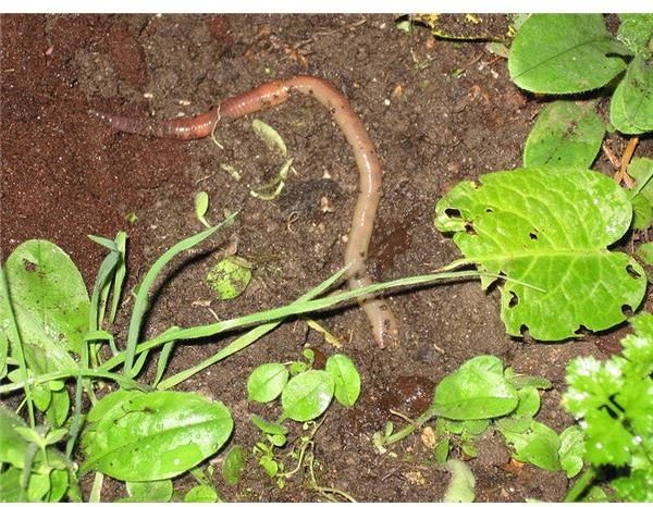 Earthworms Tilling Soil