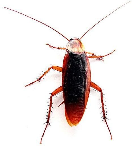 Cockroach - Image Credit: Joăo Estęvăo A. de Freitas; https://commons.wikimedia.org/wiki/File:Cockroach_closeup.jpg