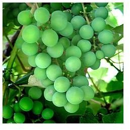 Are Grapes Healthy? The History & Nutritional Value of Grapes