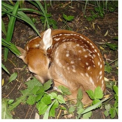 Young White Tailed Deer (Fawn)
