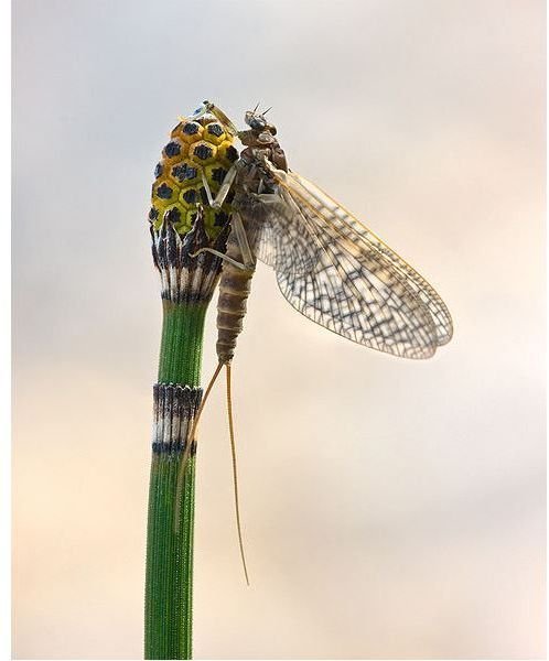 Mayfly