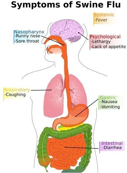 Facts about Swine Flue.  Get up to Speed on the Pandemic with Essential Swine Flu Info