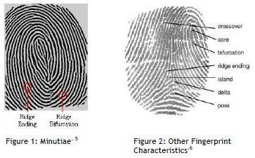 fingerprint