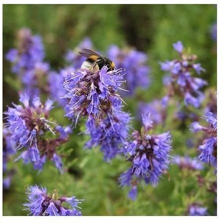 Hyssop Use and Side Effects | Hyssop Tea