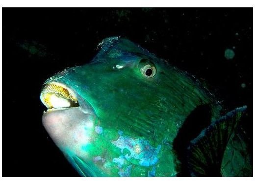 Do Humphead Parrotfish Facts: Do They Really Poop Sand?