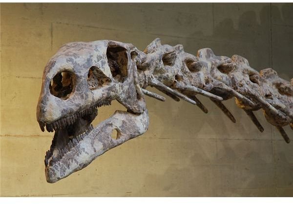 800px-Plateosaurus skull