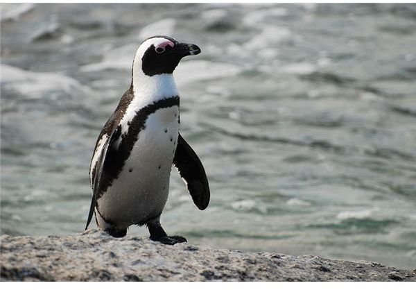 African Penguin at Boulders Beach, South Africa